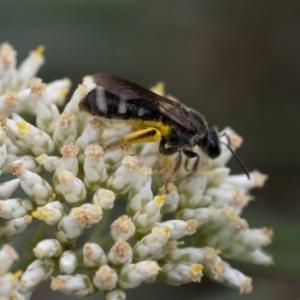 Lasioglossum (Chilalictus) sp. (genus & subgenus) at Point 3852 - 2 Jan 2024