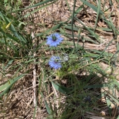 Nigella damascena (Love-in-a-mist) at Mount Majura - 1 Jan 2024 by waltraud