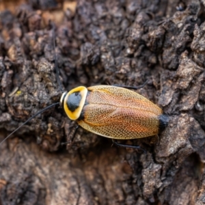 Ellipsidion australe at Mulanggari Grasslands - 2 Jan 2024