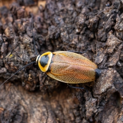 Ellipsidion australe (Austral Ellipsidion cockroach) at Gungahlin, ACT - 2 Jan 2024 by pixelnips