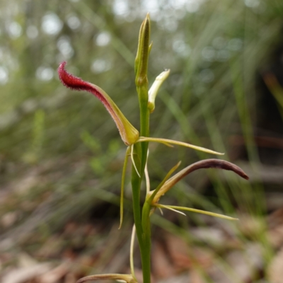 Cryptostylis hunteriana (Leafless Tongue Orchid) at Vincentia, NSW - 1 Jan 2024 by RobG1