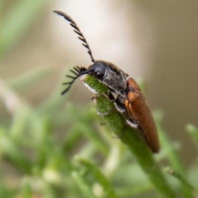 Dicteniophorus sp. (genus) (A click beetle) at Paddys River, ACT - 28 Dec 2023 by SWishart