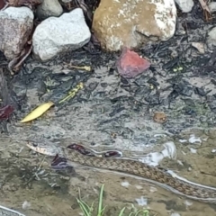 Unidentified Snake at Walligan, QLD - 2 Jan 2024 by rieteklis