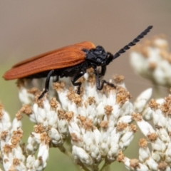 Porrostoma rhipidium (Long-nosed Lycid (Net-winged) beetle) at Tidbinbilla Nature Reserve - 29 Dec 2023 by SWishart