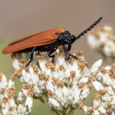 Porrostoma rhipidium (Long-nosed Lycid (Net-winged) beetle) at Paddys River, ACT - 28 Dec 2023 by SWishart