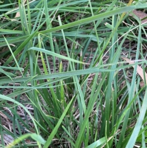 Nassella neesiana at Mount Majura - 12 Dec 2023