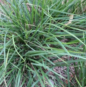 Nassella neesiana at Mount Majura - 12 Dec 2023