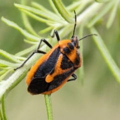 Agonoscelis rutila (Horehound bug) at Paddys River, ACT - 28 Dec 2023 by SWishart