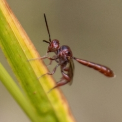 Hyptiogaster sp. (genus) (A parasitic wasp) at Paddys River, ACT - 28 Dec 2023 by SWishart