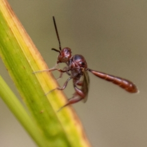 Hyptiogaster sp. (genus) at Tidbinbilla Nature Reserve - 29 Dec 2023