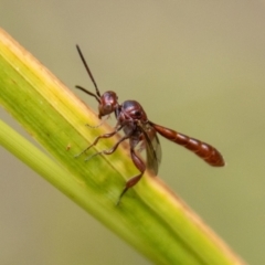 Hyptiogaster sp. (genus) at Tidbinbilla Nature Reserve - 29 Dec 2023