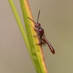 Hyptiogaster sp. (genus) at Tidbinbilla Nature Reserve - 29 Dec 2023