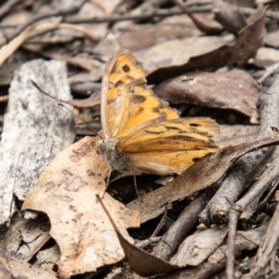 Heteronympha merope (Common Brown Butterfly) at Paddys River, ACT - 28 Dec 2023 by SWishart