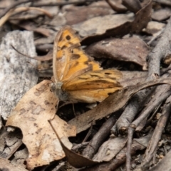 Heteronympha merope at Tidbinbilla Nature Reserve - 29 Dec 2023