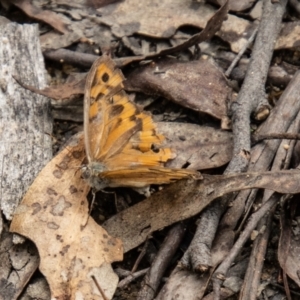 Heteronympha merope at Tidbinbilla Nature Reserve - 29 Dec 2023