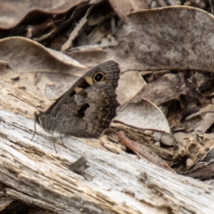 Geitoneura klugii at Tidbinbilla Nature Reserve - 29 Dec 2023