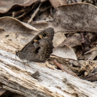 Geitoneura klugii (Marbled Xenica) at Paddys River, ACT - 28 Dec 2023 by SWishart