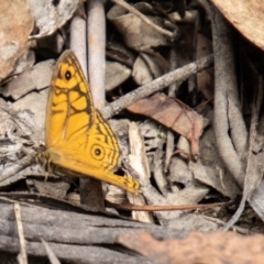 Geitoneura acantha at Tidbinbilla Nature Reserve - 29 Dec 2023