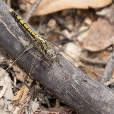 Orthetrum caledonicum (Blue Skimmer) at Paddys River, ACT - 28 Dec 2023 by SWishart