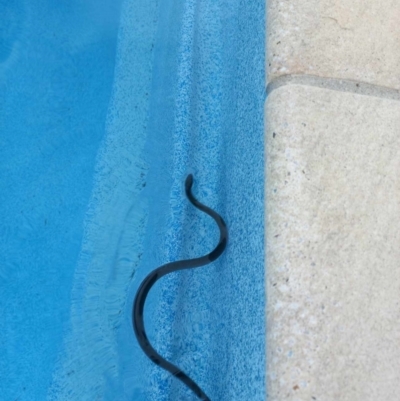 Cryptophis nigrescens at Walligan, QLD - 4 Nov 2023 by rieteklis