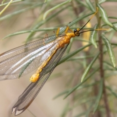 Nymphes myrmeleonoides (Blue eyes lacewing) at Paddys River, ACT - 28 Dec 2023 by SWishart