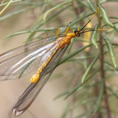 Nymphes myrmeleonoides (Blue eyes lacewing) at Tidbinbilla Nature Reserve - 29 Dec 2023 by SWishart