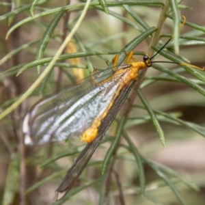 Nymphes myrmeleonoides at Tidbinbilla Nature Reserve - 29 Dec 2023