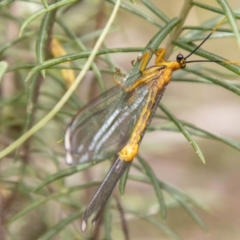 Nymphes myrmeleonoides at Tidbinbilla Nature Reserve - 29 Dec 2023