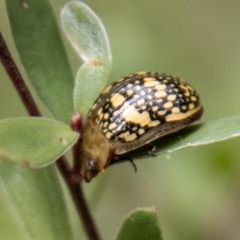 Paropsis pictipennis (Tea-tree button beetle) at Paddys River, ACT - 29 Dec 2023 by SWishart
