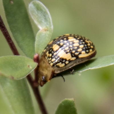 Paropsis pictipennis (Tea-tree button beetle) at Paddys River, ACT - 29 Dec 2023 by SWishart