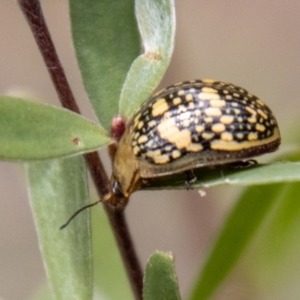 Paropsis pictipennis at Tidbinbilla Nature Reserve - 29 Dec 2023