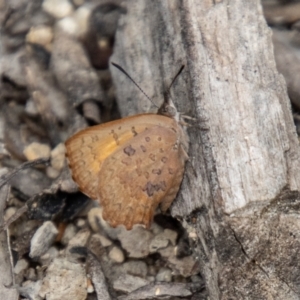 Paralucia aurifera at Tidbinbilla Nature Reserve - 29 Dec 2023