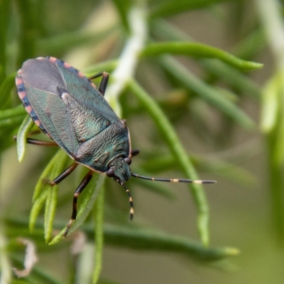Notius depressus (Shield bug) at Paddys River, ACT - 29 Dec 2023 by SWishart