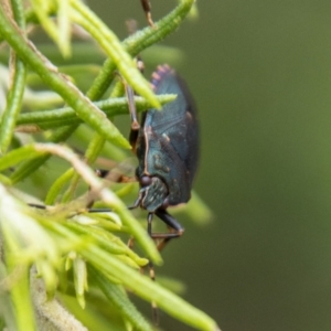 Notius depressus at Tidbinbilla Nature Reserve - 29 Dec 2023 11:18 AM