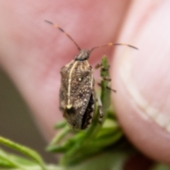 Oncocoris geniculatus (A shield bug) at Tidbinbilla Nature Reserve - 29 Dec 2023 by SWishart