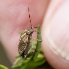 Oncocoris geniculatus at Tidbinbilla Nature Reserve - 29 Dec 2023