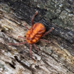 Erythraeidae (family) (Erythraeid mite) at Paddys River, ACT - 29 Dec 2023 by SWishart