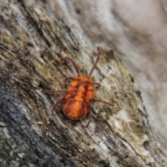 Erythraeidae (family) at Tidbinbilla Nature Reserve - 29 Dec 2023 11:45 AM