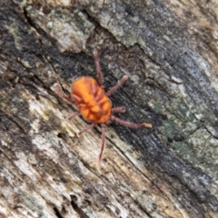 Erythraeidae (family) at Tidbinbilla Nature Reserve - 29 Dec 2023 11:45 AM