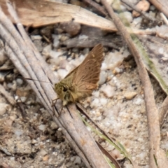 Timoconia flammeata (Bright Shield-skipper) at Tidbinbilla Nature Reserve - 29 Dec 2023 by SWishart