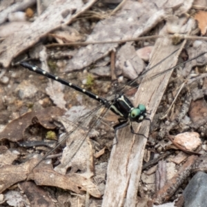 Eusynthemis guttata at Tidbinbilla Nature Reserve - 29 Dec 2023