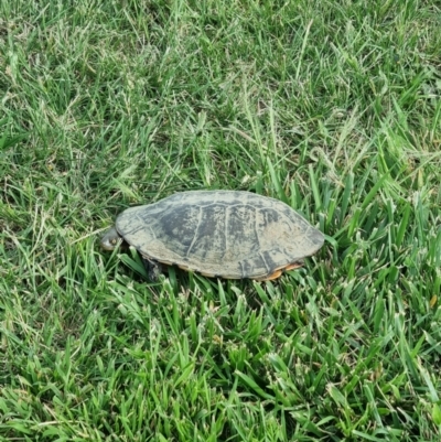 Chelodina longicollis (Eastern Long-necked Turtle) at QPRC LGA - 2 Jan 2024 by Shairlyn