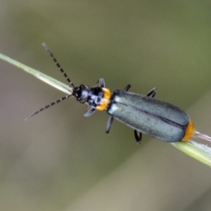 Chauliognathus lugubris at Tidbinbilla Nature Reserve - 29 Dec 2023