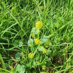 Hydrocotyle laxiflora at Isaacs Ridge and Nearby - 2 Jan 2024 05:07 PM