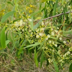 Acacia implexa (Hickory Wattle, Lightwood) at Isaacs Ridge and Nearby - 2 Jan 2024 by Mike