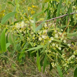 Acacia implexa at Isaacs Ridge and Nearby - 2 Jan 2024 04:40 PM