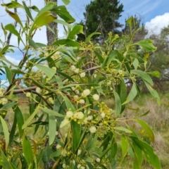 Acacia implexa at Isaacs Ridge and Nearby - 2 Jan 2024 04:40 PM