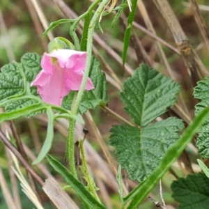 Convolvulus angustissimus subsp. angustissimus at Isaacs Ridge and Nearby - 2 Jan 2024