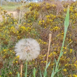 Tragopogon dubius at Isaacs Ridge and Nearby - 2 Jan 2024 04:35 PM