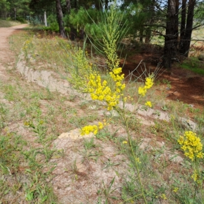 Acacia subulata (Awl-leaved Wattle) at Isaacs Ridge and Nearby - 2 Jan 2024 by Mike